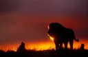 Life after Cecil: How community conservation can combat trophy hunting