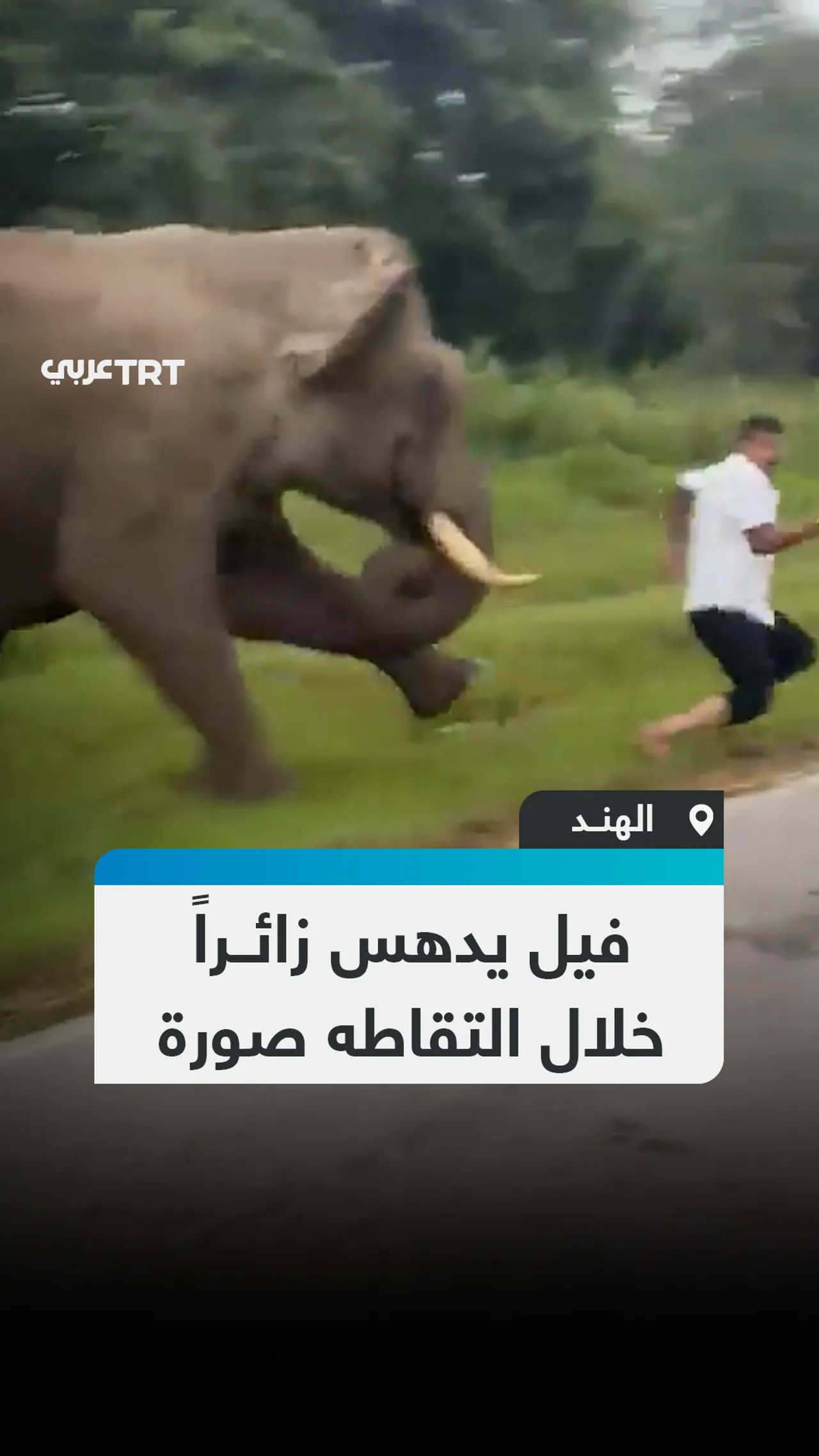 فيل يدهس زائــراً خلال التقاطه صورة