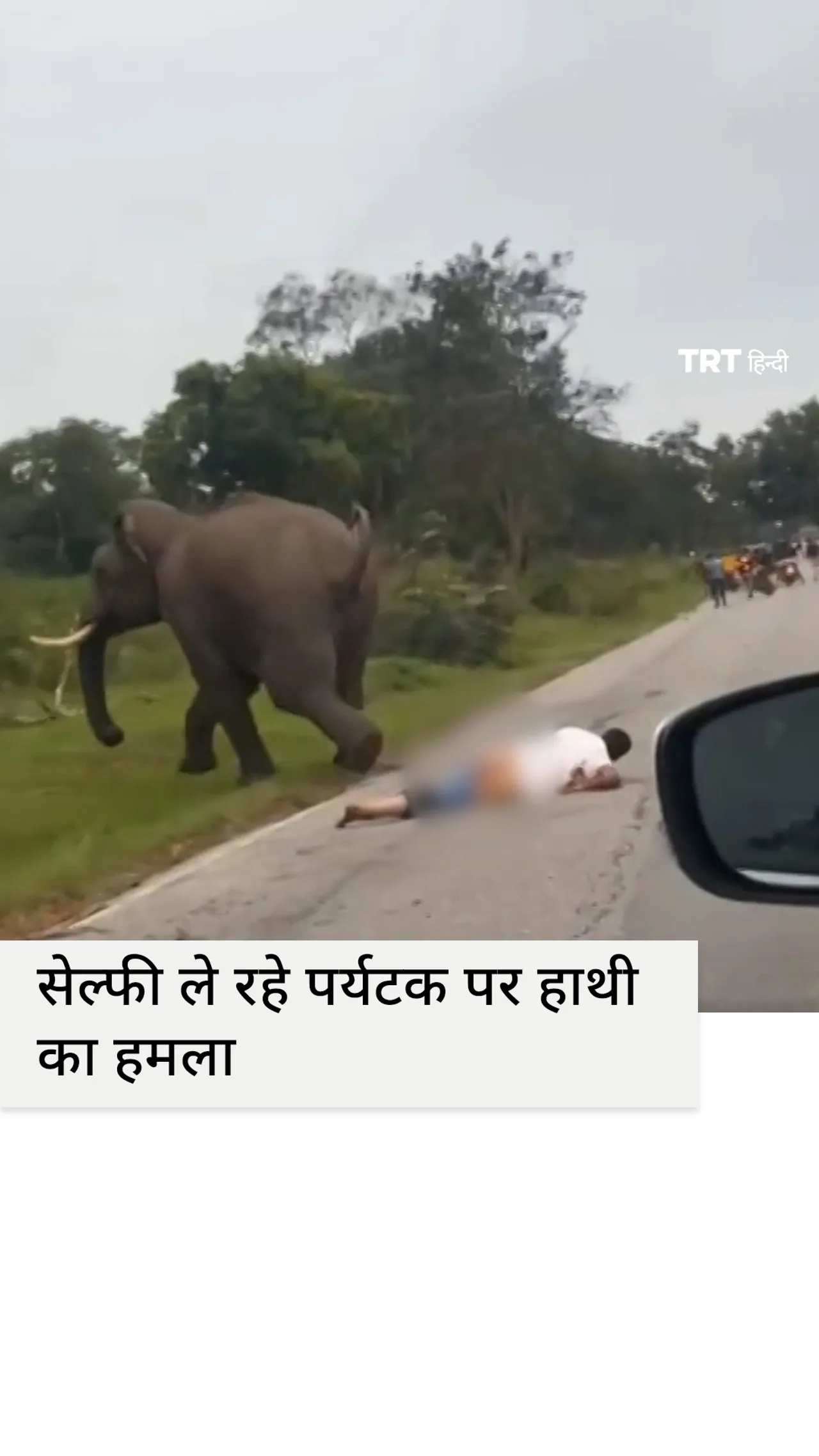 भारत में एक पर्यटक पर हाथी के साथ सेल्फी लेते समय हमला हुआ