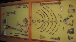 Ethiopia's iconic fossil Lucy leaves for Europe amid safety concerns