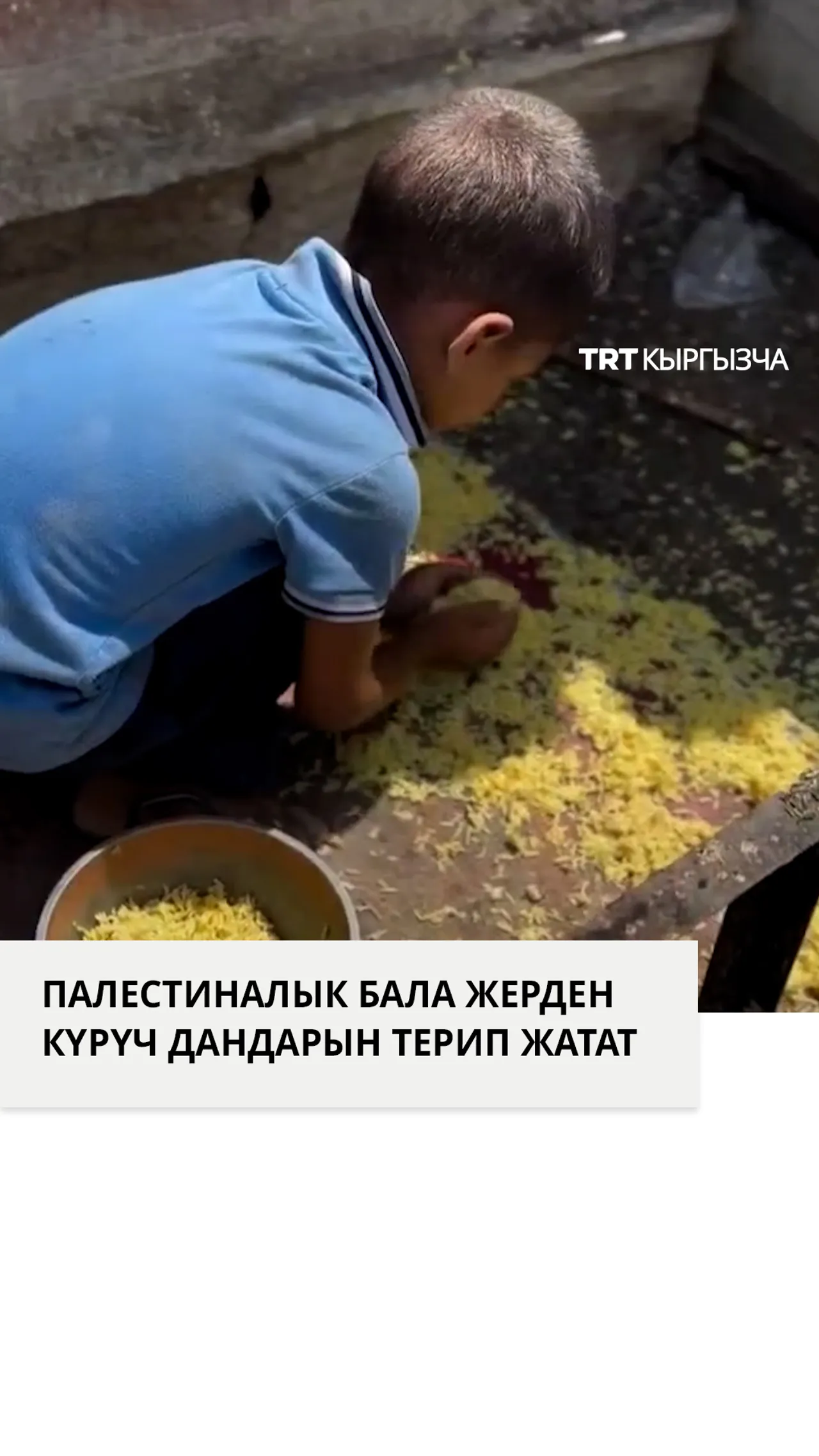 Палестиналык бала Газадагы жардам бөлүштүрүүчү жайда чачылган күрүч дандарын терип жатат