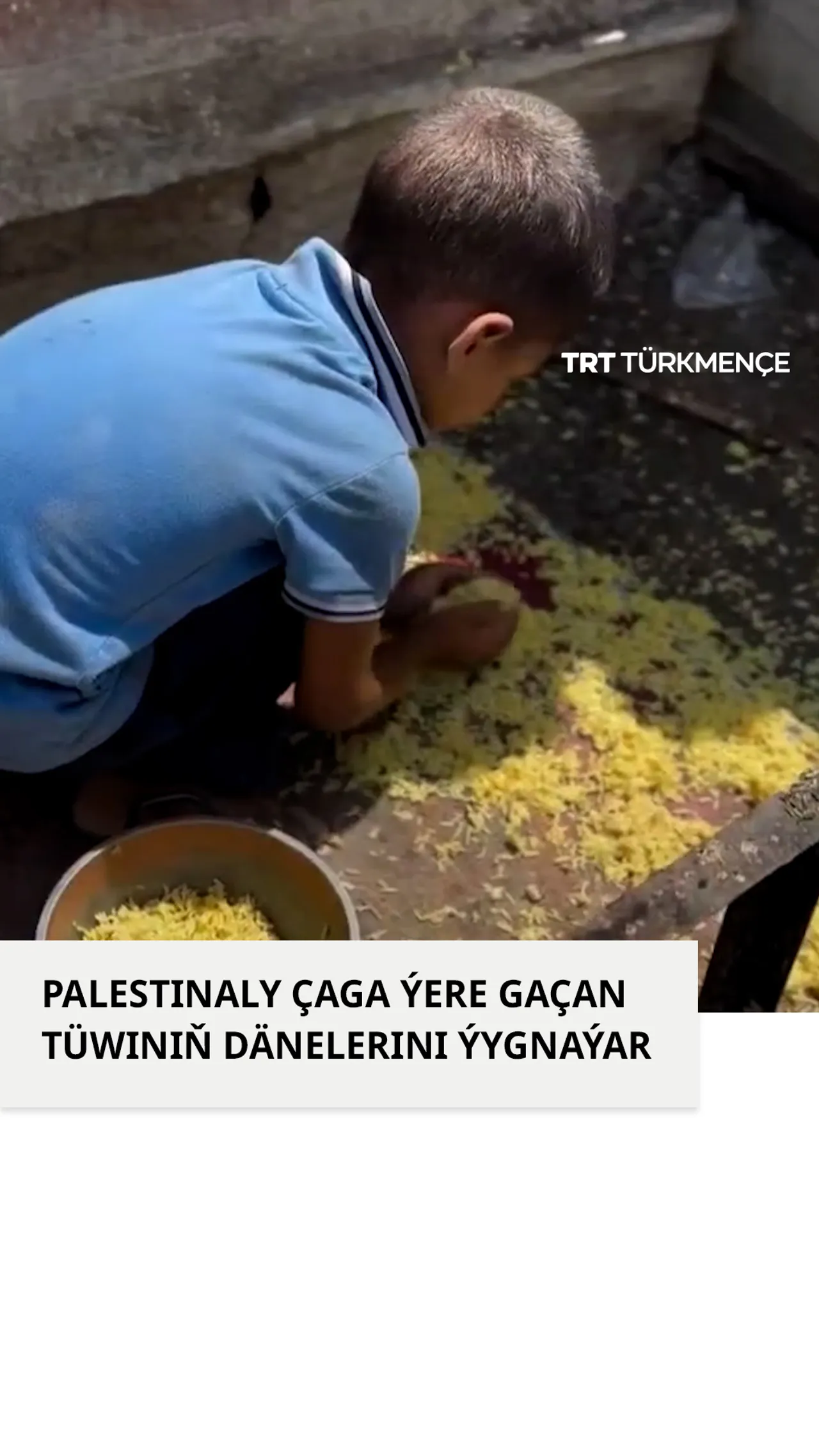 PALESTINALY ÇAGA ÝERE GAÇAN TÜWINIŇ DÄNELERINI ÝYGNAÝAR