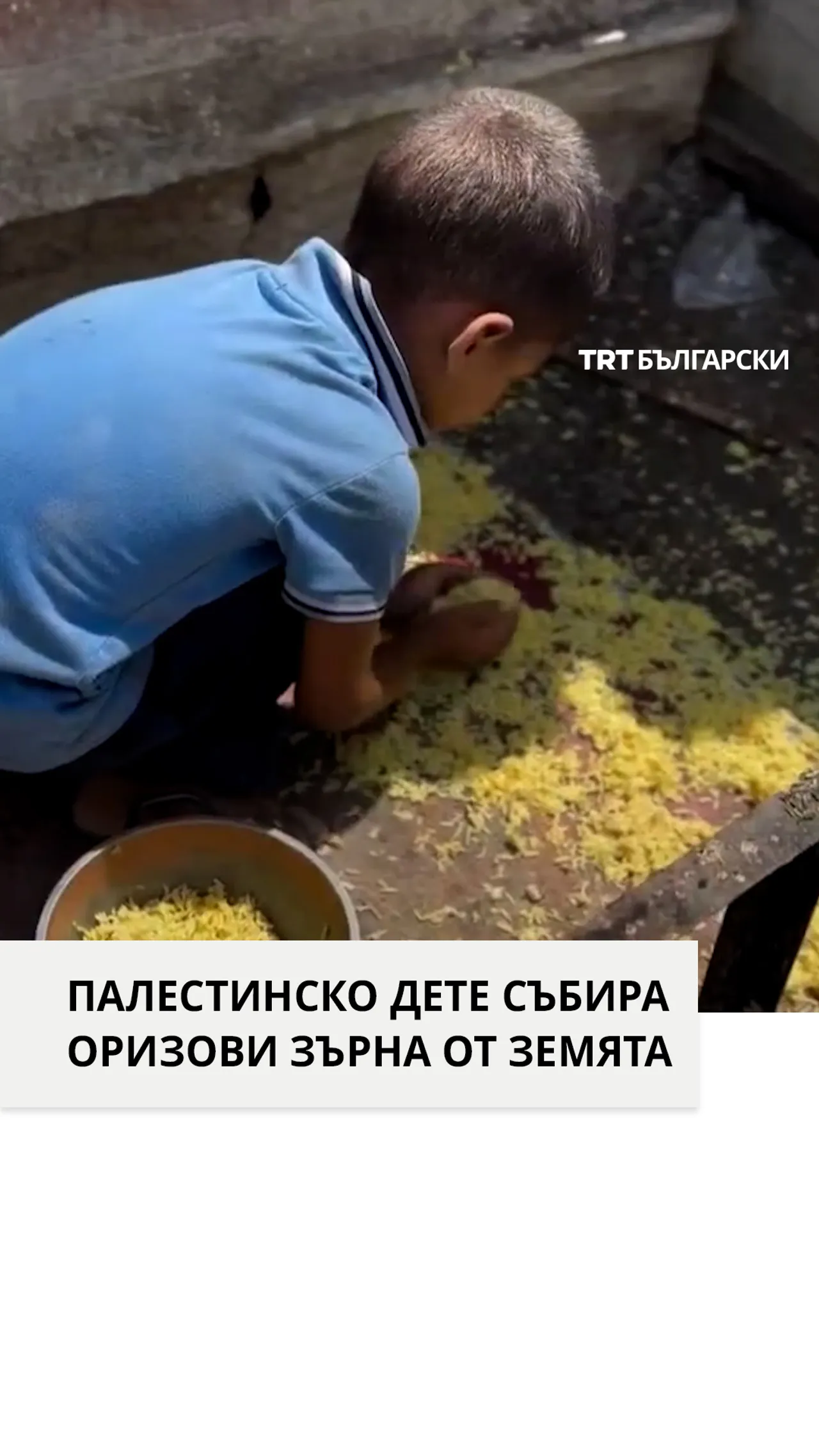 ПАЛЕСТИНСКО ДЕТЕ СЪБИРА ОРИЗОВИ ЗЪРНА ОТ ЗЕМЯТА