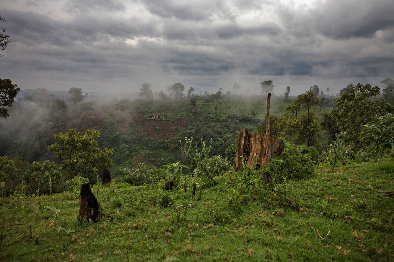 Kenya yazindua mradi wa dola milioni 165.5 kurejesha Msitu wa Mau - TRT ...