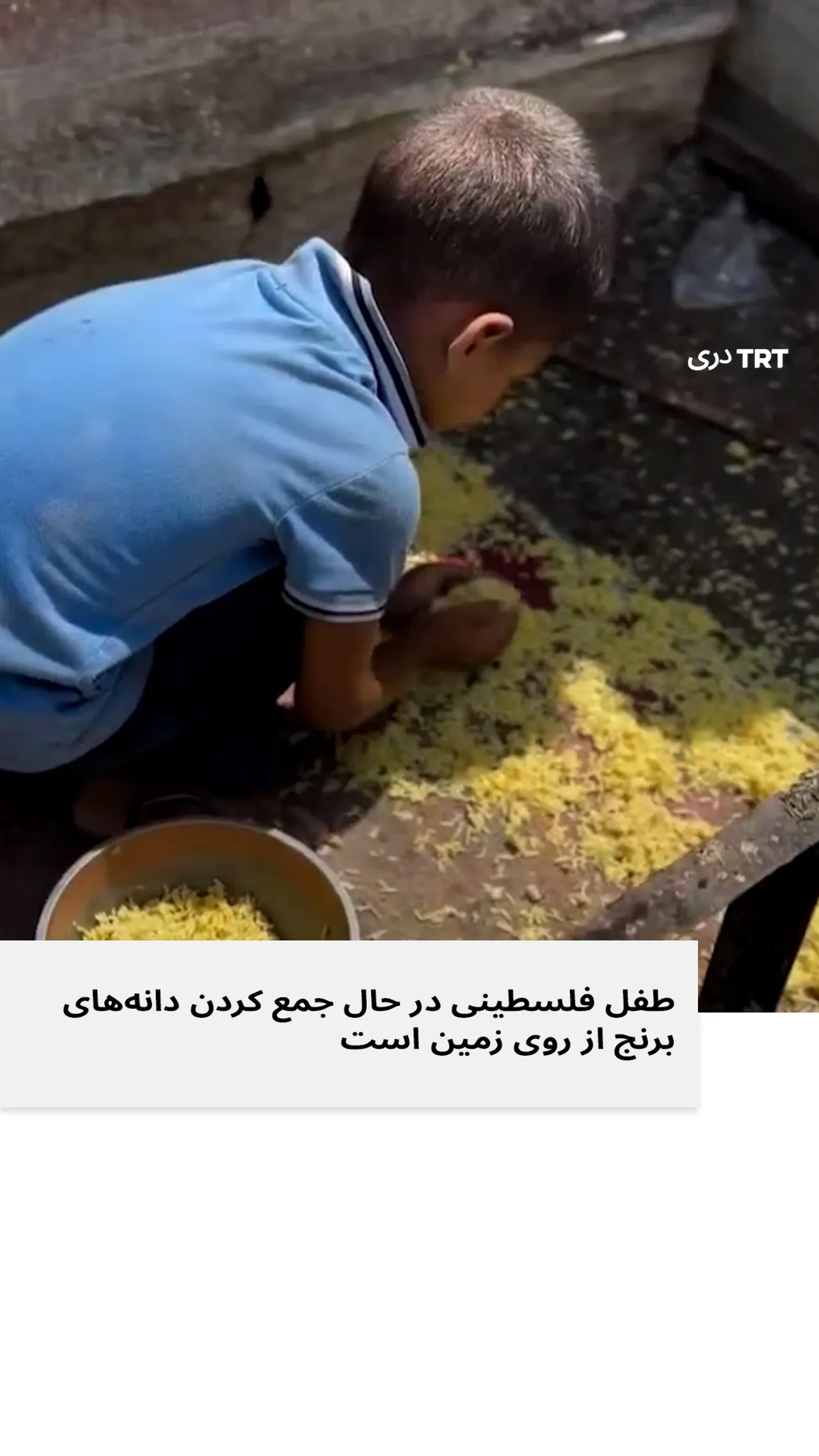 طفل فلسطینی در حال جمع کردن دانه های برنج از روی زمین است