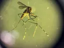 Climate crisis drives record mosquito-borne disease surge in Europe: health agency