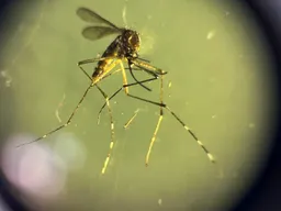Climate crisis drives record mosquito-borne disease surge in Europe: health agency
