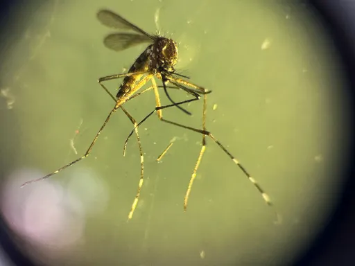 Climate crisis drives record mosquito-borne disease surge in Europe: health agency