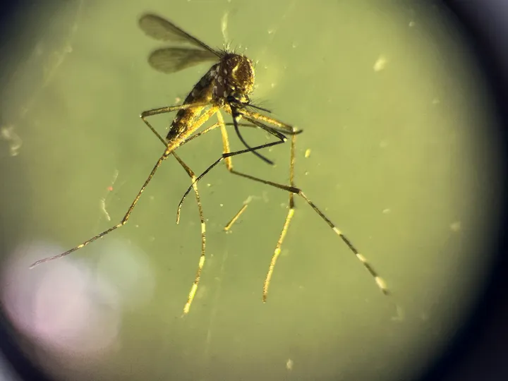 Climate crisis drives record mosquito-borne disease surge in Europe: health agency