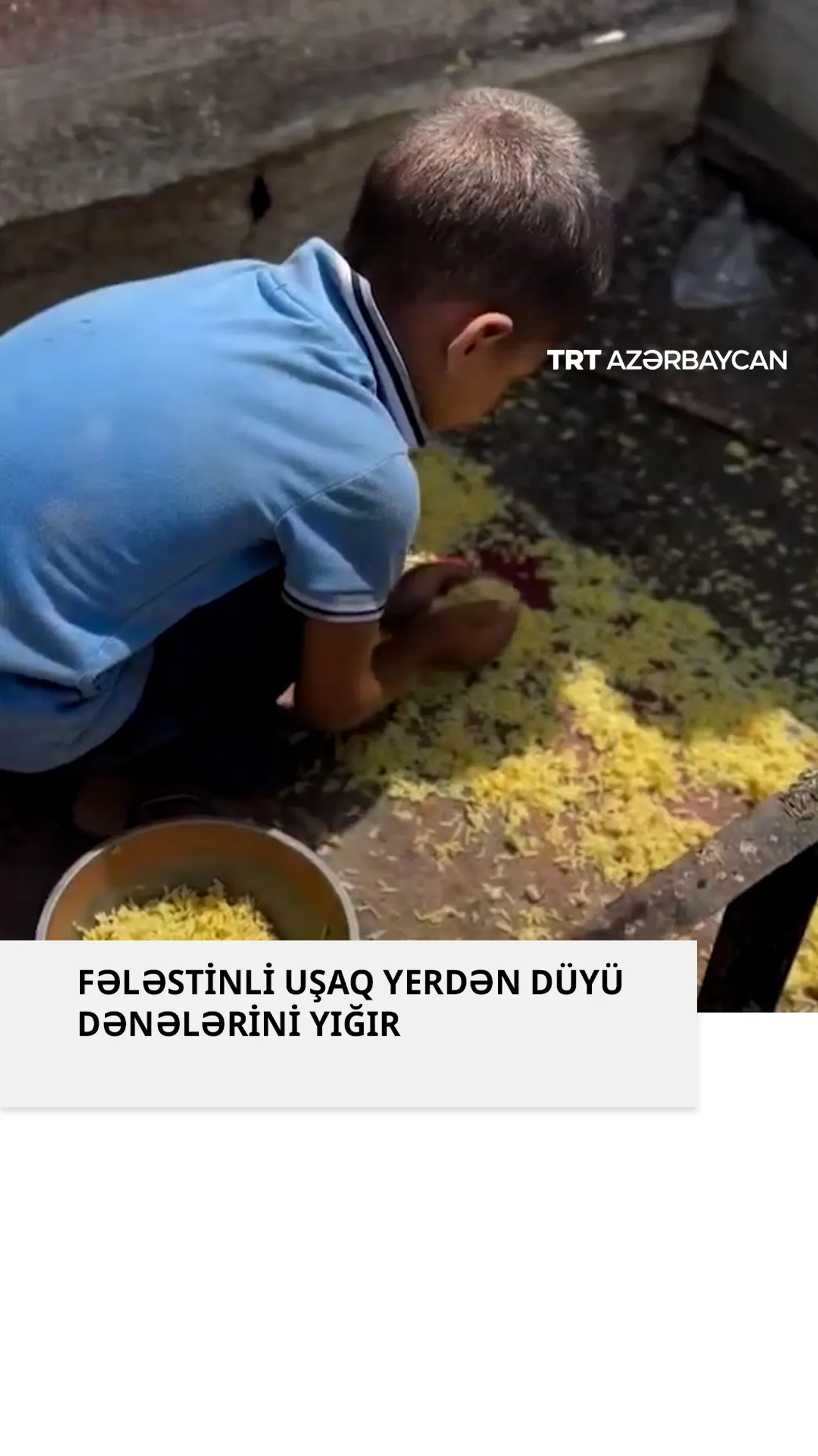 Fələstinli uşaq yerdən düyü dənələrini yığır