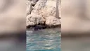 Antali, shpëtohet një balenë e vogël e bllokuar mes shkëmbinjve
