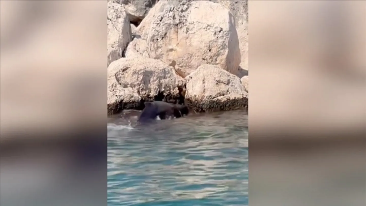 Antali, shpëtohet një balenë e vogël e bllokuar mes shkëmbinjve