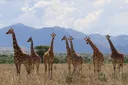 Africa’s giraffes aren’t all the same: New study identifies four times more species than previously