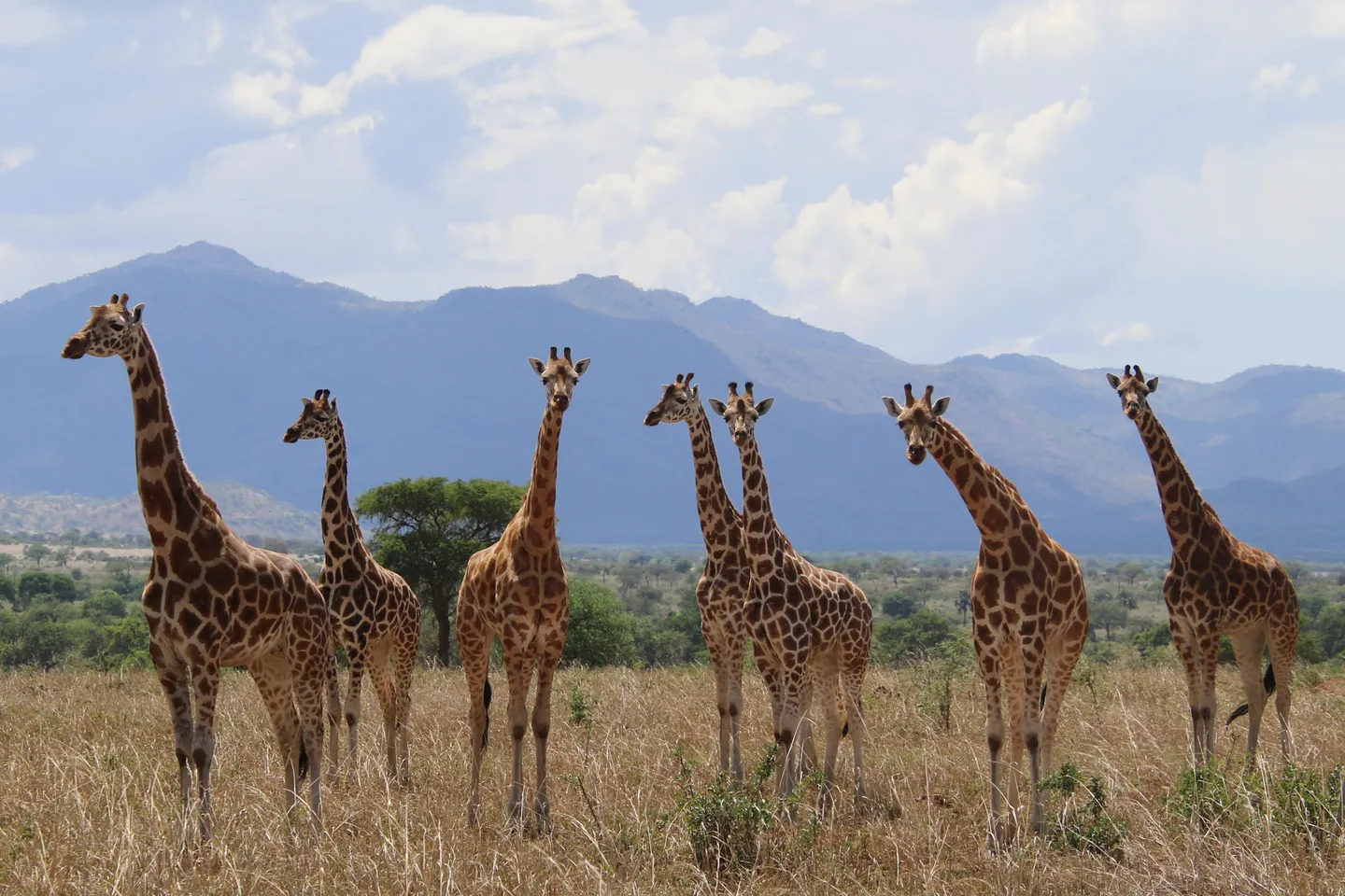 Africa’s giraffes aren’t all the same: New study identifies four times more species than previously
