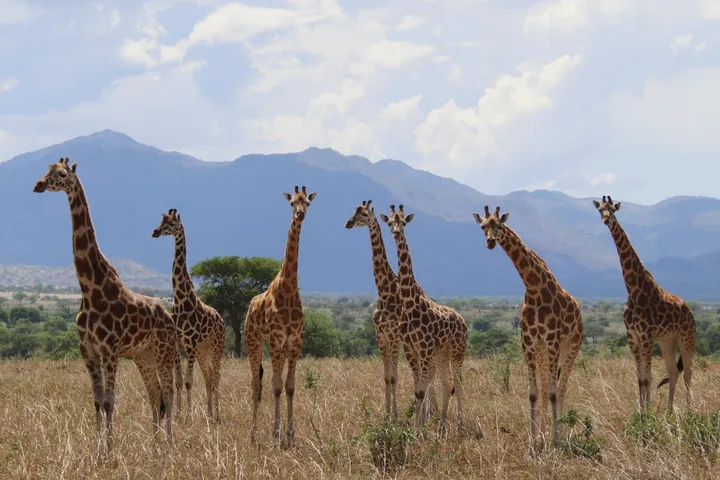 Study don identify four Giraffe species wey dey Africa