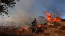 Оливковые рощи превращены в пустыню