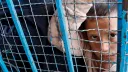Por dentro da Reuters: "A nossa cobertura silencia o sofrimento palestiniano"