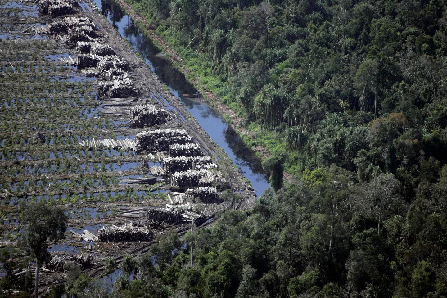 Indonesia perluas hutan sosial hingga 8,3 juta hektare, dorong ekonomi hijau