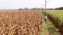 Zimbabwe reintroduces maize import ban after bumper harvest