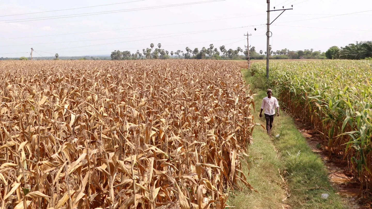 Zimbabwe reintroduces maize import ban after bumper harvest