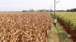 Zimbabwe reintroduces maize import ban after bumper harvest