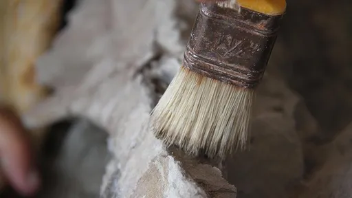 Fosil 200-milionëvjeçar nga periudha Jurasike i zbuluar në veriperëndim të Indisë