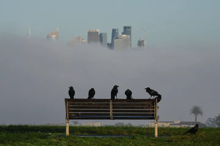 Australia detects another suspected case of deadly H5N1 bird flu