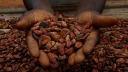 Ghana raises cocoa prices paid to farmers by 63%