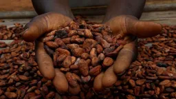 Ghana raises cocoa prices paid to farmers by 63%