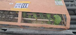 Nigeria seizes 1,600 endangered birds at main airport bound for Kuwait