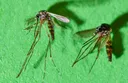 Chikungunya-Virus breitet sich weiter in China aus