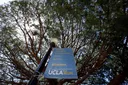 Manuscript heist: US library user swaps rare Chinese artwork with fakes