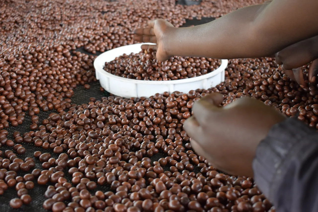 Gold, coffee boom drives Uganda export value up 66%