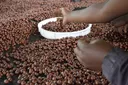 Comment l'Ouganda est devenu le plus grand producteur de Robusta en Afrique