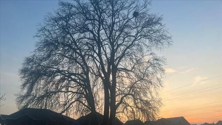 Јапонија планира да ја зголеми технологијата за вештачка фотосинтеза до 2040 година