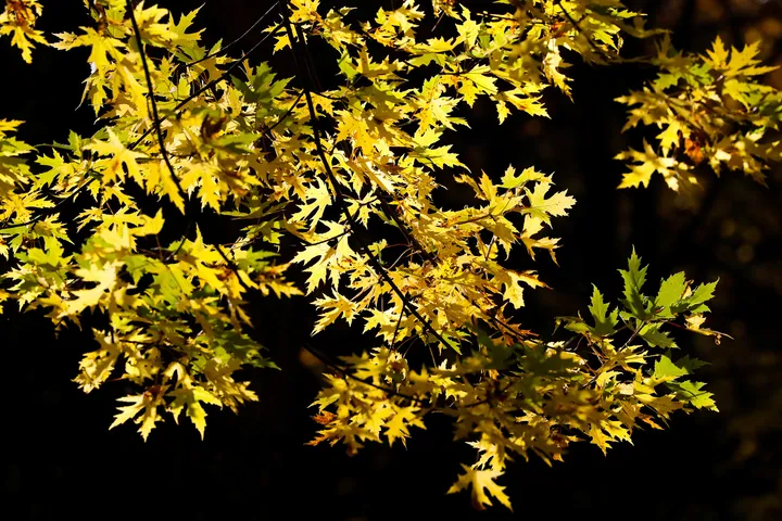 ژاپن قصد دارد تا ۲۰۴۰ فناوری فتوسنتز مصنوعی را توسعه دهد