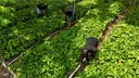 Biotech push: Nigeria sows the seeds of a GMO gamble
