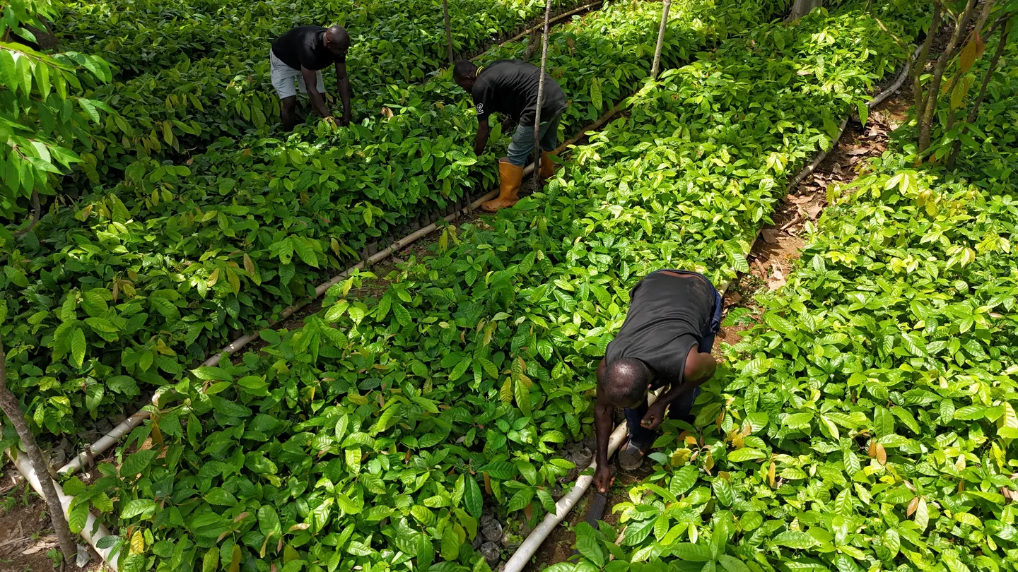 Biotech push: Nigeria sows the seeds of a GMO gamble