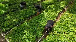 Biotech push: Nigeria sows the seeds of a GMO gamble