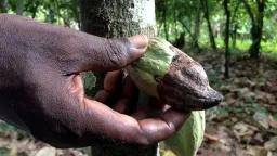 Black pod disease devastates cocoa farms in southwest Cameroon