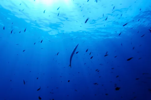 België en Chili strijden om zetel secretariaat voor historisch Vollezeeverdrag