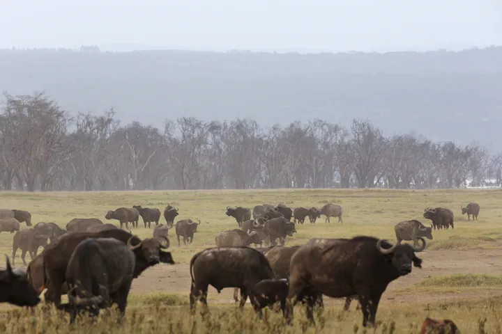 Nearly 100 buffaloes fleeing lions die in Namibian park stampede
