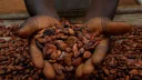 Côte d'Ivoire to raise farmgate cocoa price by 39% to record high