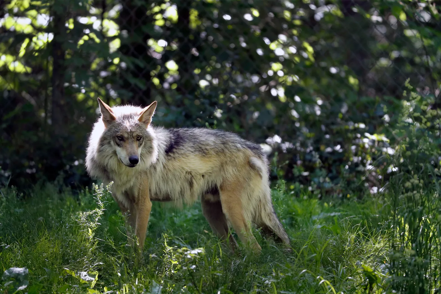 Wolf attack on child in Greece sparks calls from hunters to lift culling ban