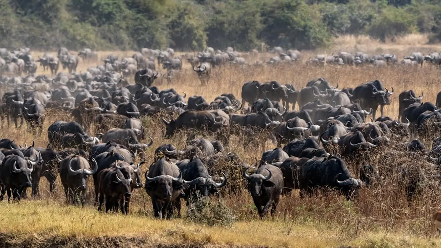 How buffalo stampedes have changed predator-prey dynamic