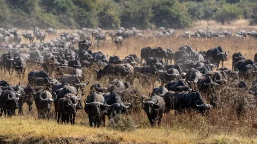 How buffalo stampedes have changed predator-prey dynamic