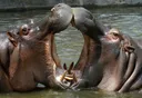 Des enfants parmi les 11 victimes après d'un naufrage provoqué par un hippopotame en Côte d'Ivoire