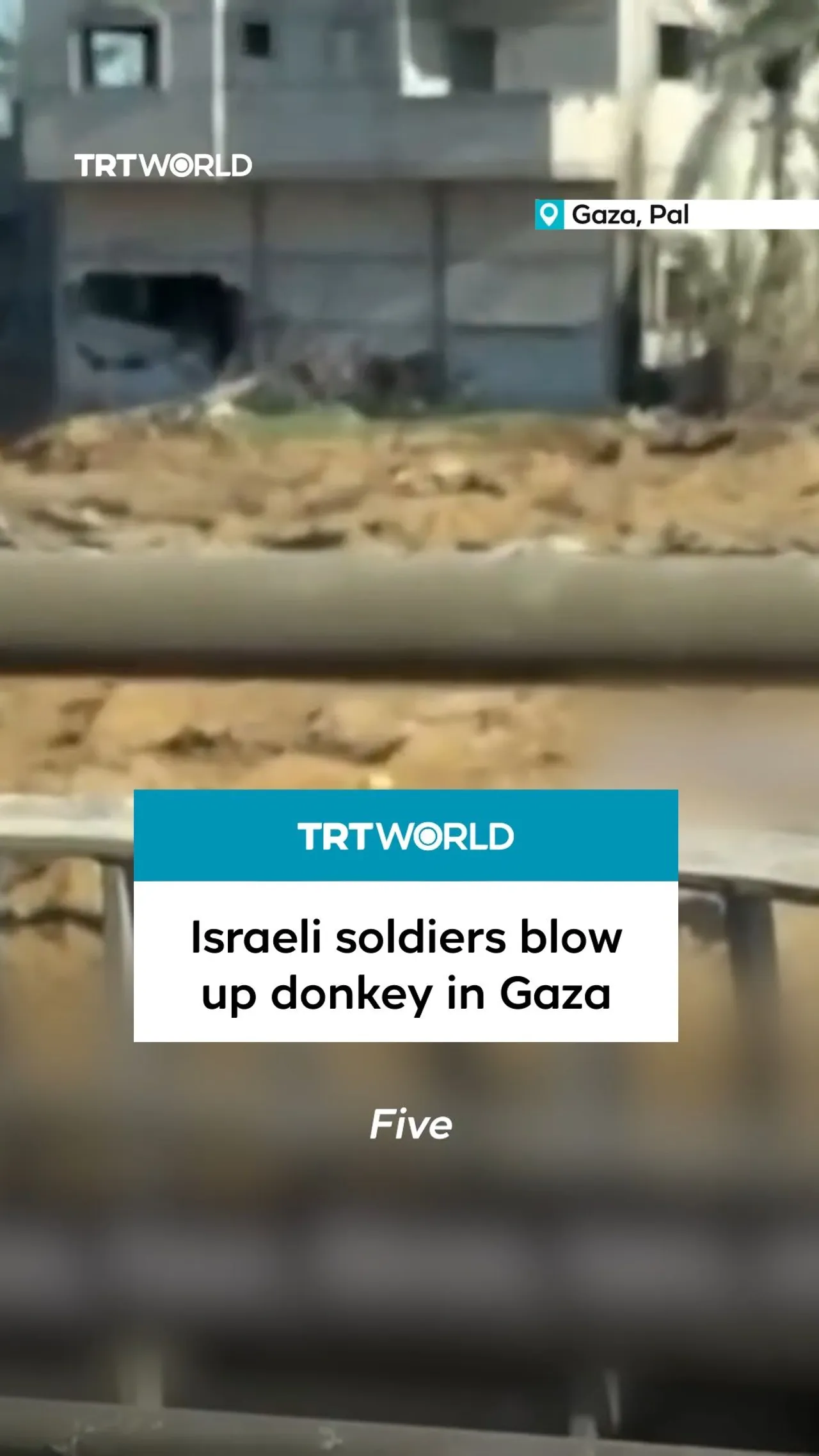 Israeli soldiers deliberately target donkey in Gaza