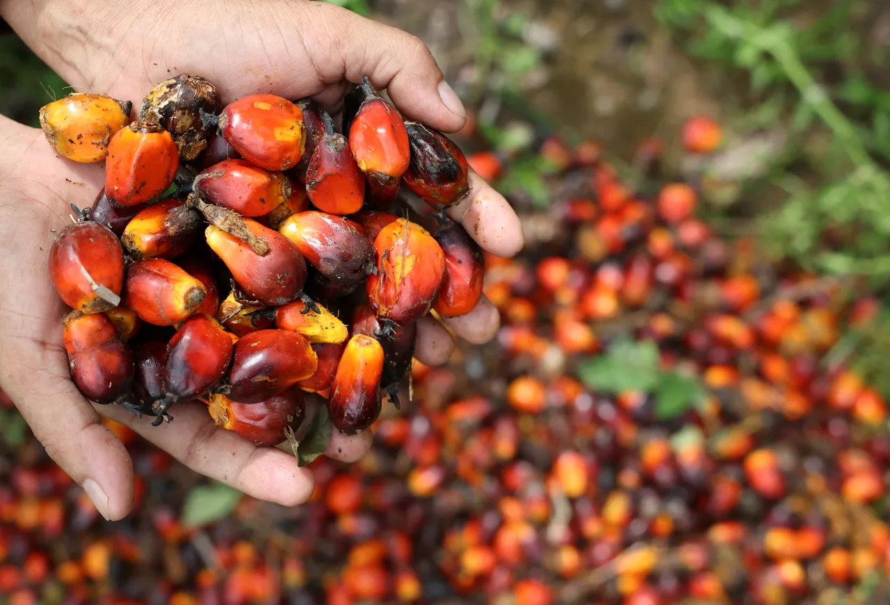 Menko: Implementasi biodiesel B50 bergantung pada selisih harga minyak dan CPO