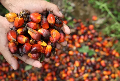 Menko: Implementasi biodiesel B50 bergantung pada selisih harga minyak dan CPO